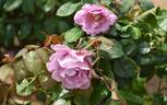 La Comte Fersen rose photo