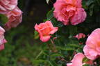 Zambra '92 rose photo