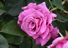 Shiun rose photo