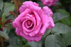 Shiun rose photo