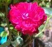 Fragrant Old Purple rose photo