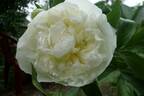 Louis Barthelot peony photo