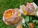 Tropicana rose photo