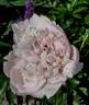 Madame Emile Lemoine peony photo
