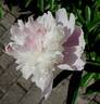 Madame Emile Lemoine peony photo