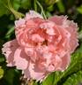 Peach Grootendorst rose photo