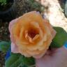 Raymond Carver rose photo
