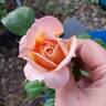 Raymond Carver rose photo