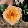 Raymond Carver rose photo
