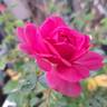 Sir John Betjeman rose photo