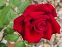Papa Meilland ® rose photo