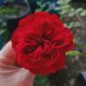 Navy Lady rose photo
