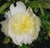 Louis Barthelot peony photo