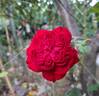 Fragrant Old Purple rose photo