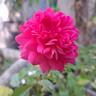 Sir John Betjeman rose photo