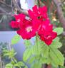 La Belle Rouge rose photo