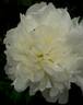 Candidissima peony photo