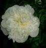 Candidissima peony photo