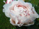 Georgiana Shaylor peony photo