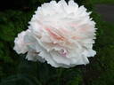 Georgiana Shaylor peony photo