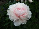 Georgiana Shaylor peony photo