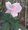 Petit Trianon ® rose photo