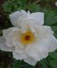 Zuzu peony photo