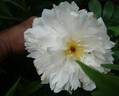 Zuzu peony photo
