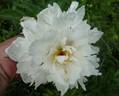 Zuzu peony photo