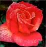 Pretoria rose photo
