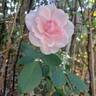 Petit Trianon ® rose photo