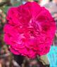 Fragrant Old Purple rose photo