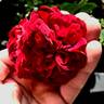 Navy Lady rose photo