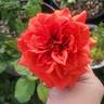 Arkansas rose photo