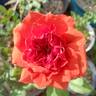Arkansas rose photo