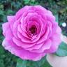 Sweet Madame Blue ™ rose photo