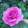 Sweet Madame Blue ™ rose photo