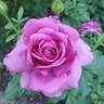 Sweet Madame Blue ™ rose photo