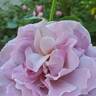 Blushing Lavender rose photo