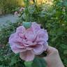 Blushing Lavender rose photo
