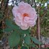 Petit Trianon ® rose photo