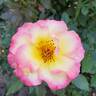 True Sincerity rose photo