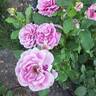 Perfume Factory™ rose photo