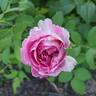 Raspberry Cupcake ™ rose photo