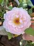 Sharifa Asma ® rose photo