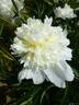 Sulphurea peony photo