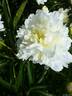 Sulphurea peony photo