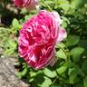 Raspberry Cupcake ™ rose photo