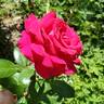 Stiletto rose photo
