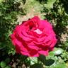Stiletto rose photo
